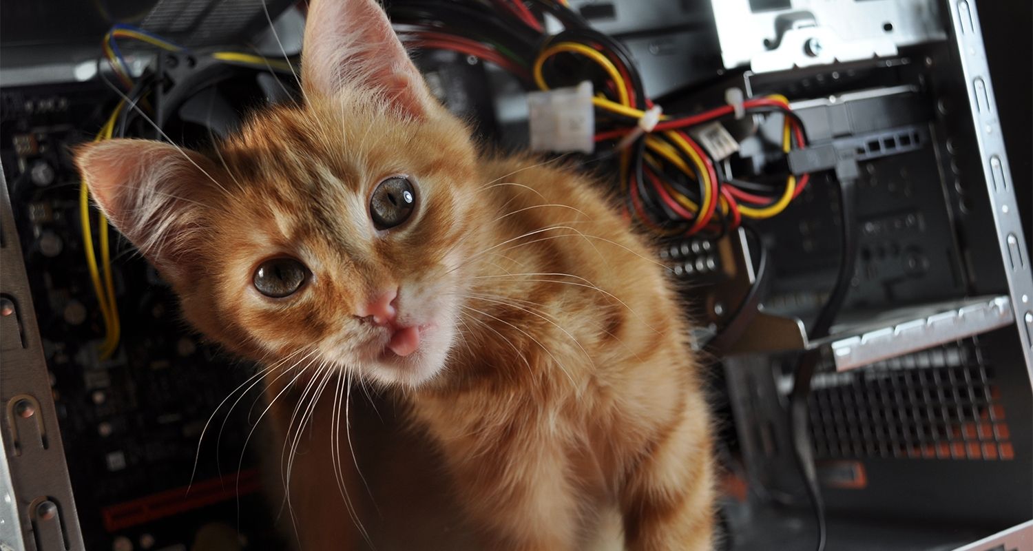 Un gato se cuela en un ordenador abierto.